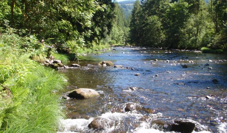 stream running through a wooded area