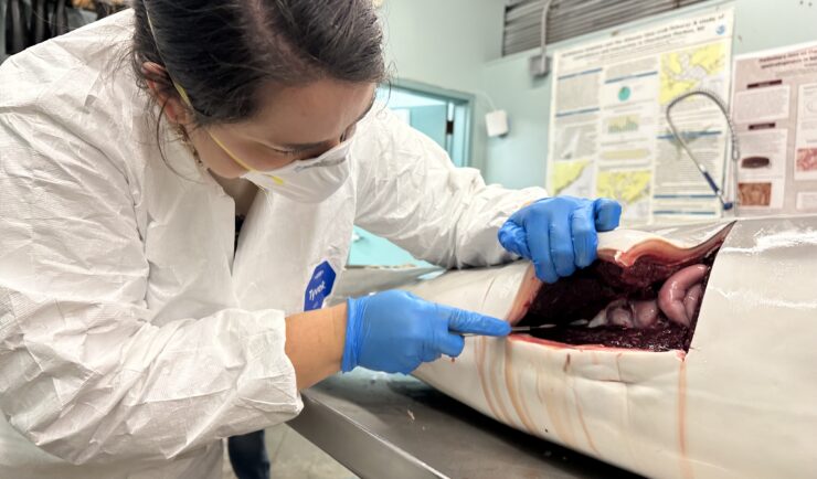 Woman in a lab cuts into abdomen of a marine mammal
